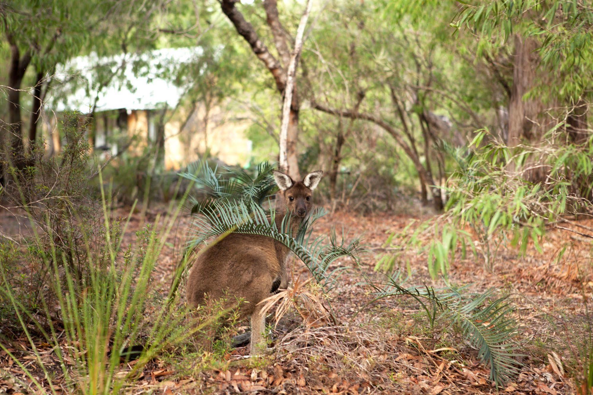 Bussells Bushland Cottages Margaret River Zewnętrze zdjęcie